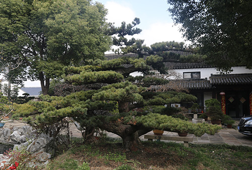 园林一角