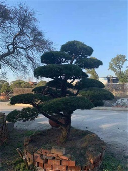 松树