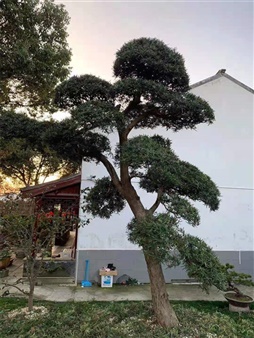松树