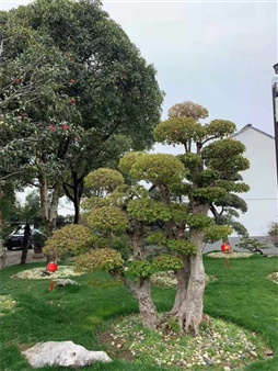 松树