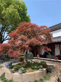 枫树
