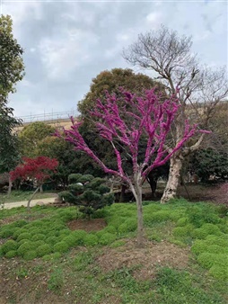 桂树