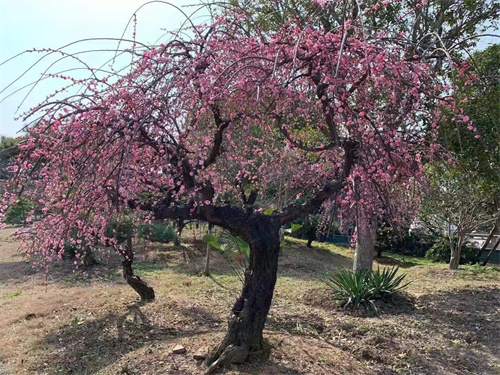 樱树