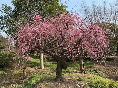 樱树