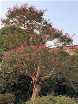 樱树