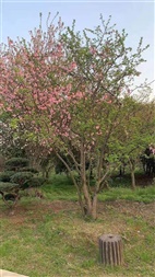 樱树